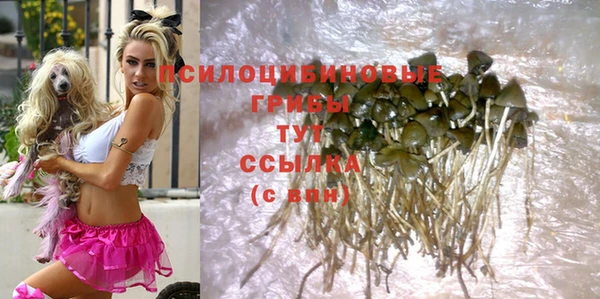 прущие грибы Абинск